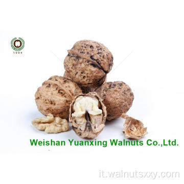 Pieni leggeri dei kernel di noce (LP) di Yunnan